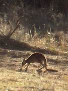 Nearby kangaroo