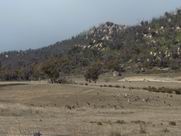 A mob of kangaroos