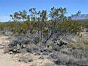 bushes and cacti