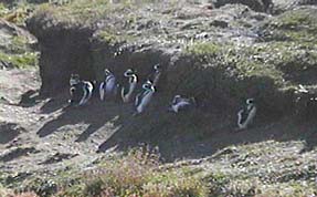 Penguins under the cliff