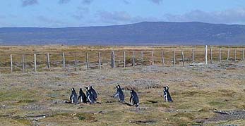 Penguins and landscape